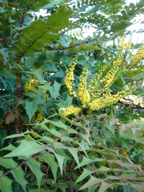 Mahonia x media 'Charity' P30 (2)